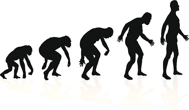 Evolution of man in silhouettes vector art illustration