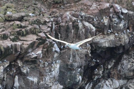 Gannet flying in front of rocky cliffs