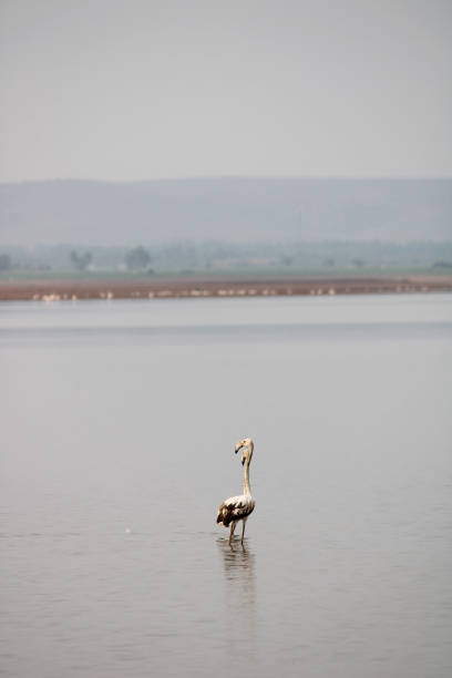 Flamingos in Krishna River Near Bagalkot
