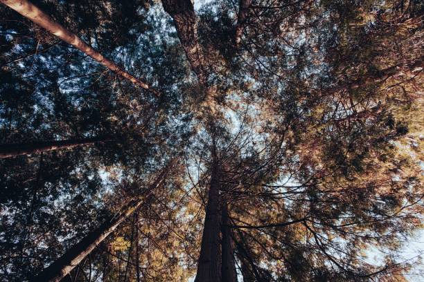 istock tall trees are in the sunlight on a sunny day to provide a natural feeling 1623632803