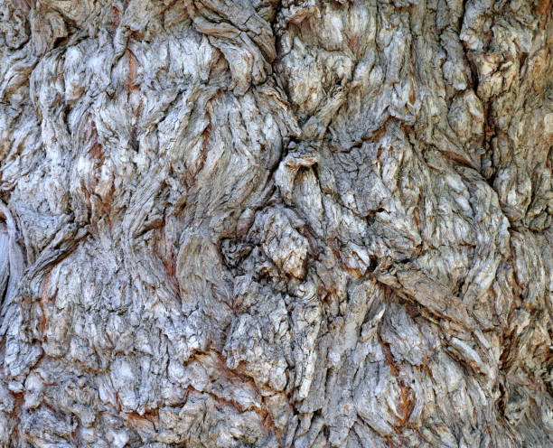 Nature scene Rough texture of gnarly willow tree that has lost its bark gnarly wood texture stock pictures, royalty-free photos & images