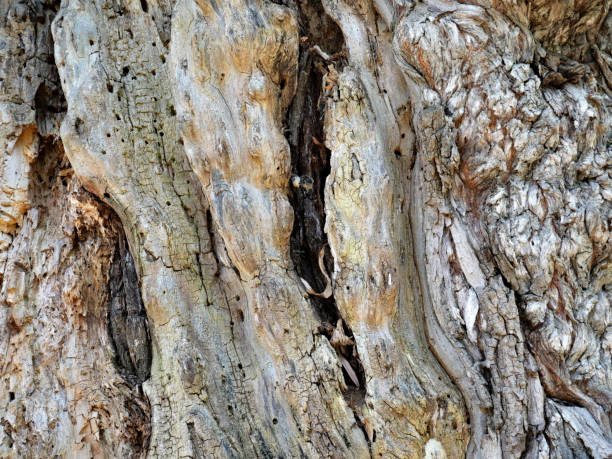 Nature scene Rough texture of gnarly willow tree that has lost its bark gnarly wood texture stock pictures, royalty-free photos & images