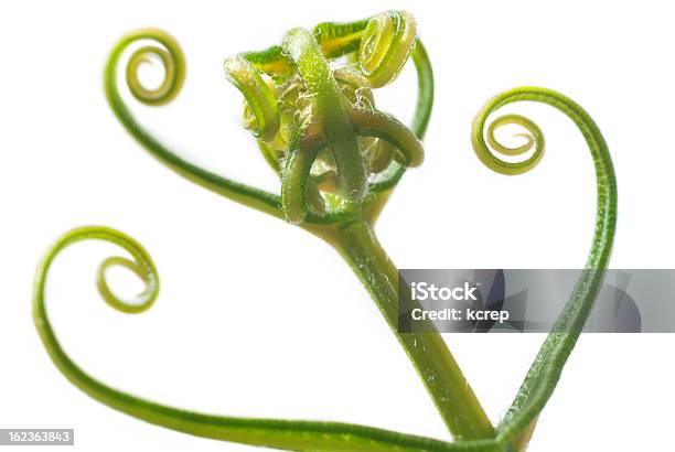 Samambaia - Fotografias de stock e mais imagens de Botânica - Ciência de plantas - Botânica - Ciência de plantas, Branco, Cor verde