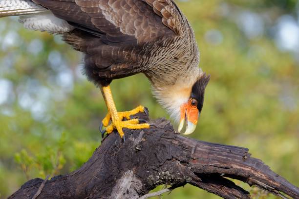 istock Beautiful crested caracara (Caracara plancus) perched atop a tree stump in a lush green forest 1623647284