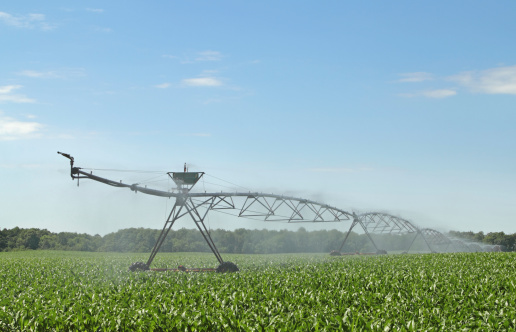 Irrigation equipment watering a crop of corn