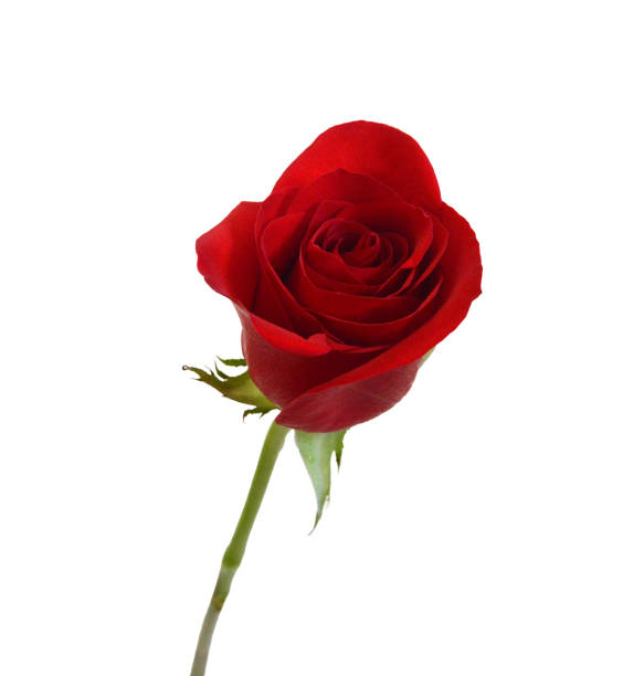 istock Bunch of rosy roses isolated on white 1623665736