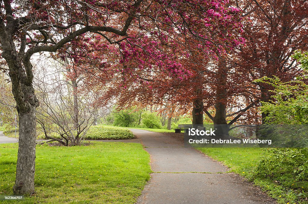 Porquería manzanas inicio de Blossom - Foto de stock de Aire libre libre de derechos