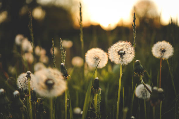 istock Dandelion field at sunset, rural aesthetic 1623667910