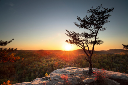 A lone tree stands on a rocky outcrop during sunset at Natural Bridge State Park, Kentucky.
