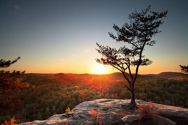 Red River Gorge Sunset A lone tree stands on a rocky outcrop during sunset at Natural Bridge State Park, Kentucky. kentucky stock pictures, royalty-free photos & images