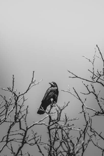 istock Black and white image of a crow resting on a tree branch 1623689807