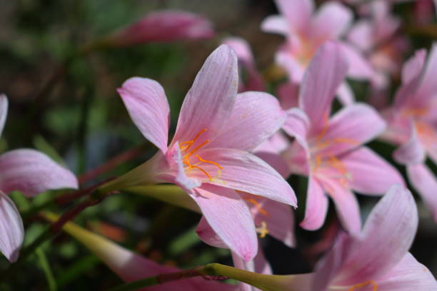 fiori di zefiro rosa (zephyranthes carinata) - zephyranthes lily foto e immagini stock