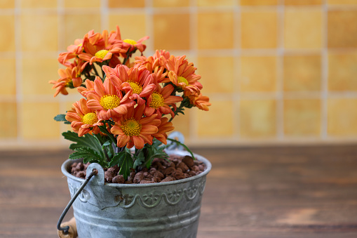 bouquet of chrysanthemum in a bucket shaped tin flowerpot.