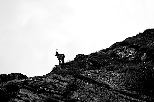 Silhouette of an alpine doe in black and white on the mountain slope.