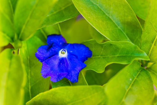 Close up shot of dark blue Brunfelsia latifolia among green leaves during spring