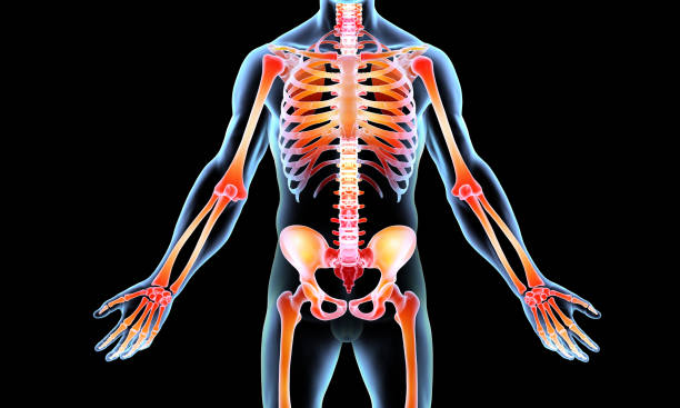 istock Front of skeleton with heat map 1623742647