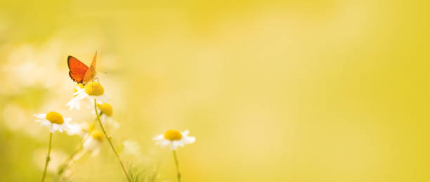 istock Orange small butterfly on delicate daisy flowers in a sunny meadow. banner 1623748323