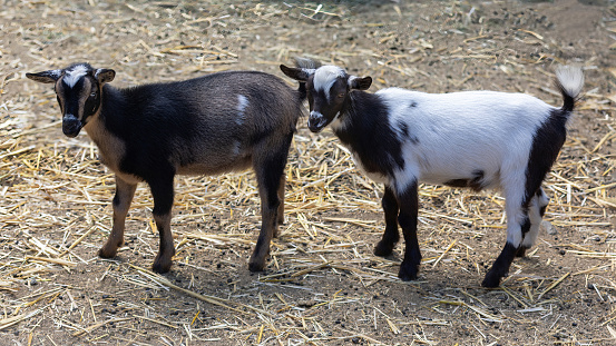 A Pair of Goat Kids Standing in an Animal Pen