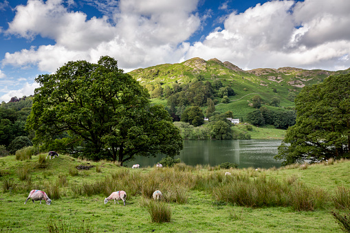 Sheep grazing at Loughrigg Tarn, a small, natural lake in the Lake District National Park, Cumbria, close to Windermere and the village of Skelwith Bridge and below Loughrigg Fell.