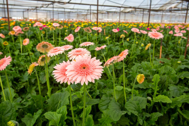 istock Fresh Gerbera flowers field, greenhouse 1623772438