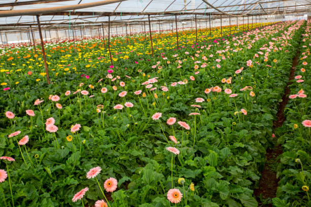 istock Fresh Gerbera flowers field, greenhouse 1623772442