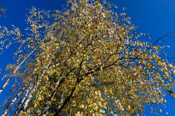 istock sunny autumn weather in a birch forest with a blue sky 1623804288