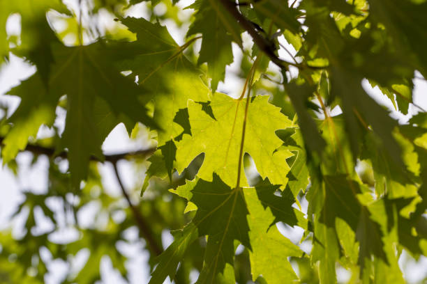 istock green maple leaves in late summer 1623804333