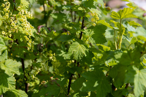 istock currant bush with green foliage and flowers 1623806579
