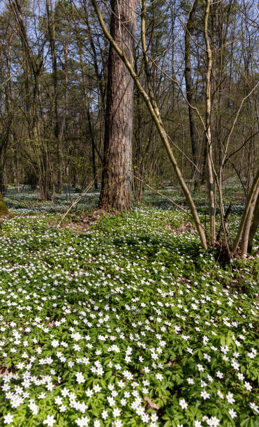 istock the first spring flowers of anemone are white in a mixed forest 1623807658