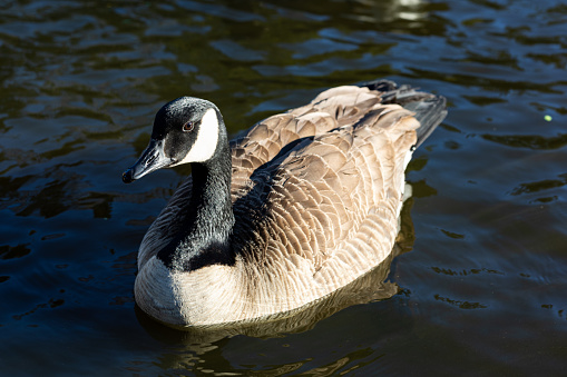 Canada goose swimming in a lake