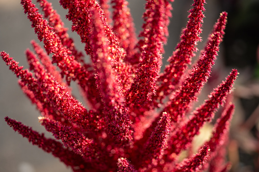 Macro shot of red amaranth