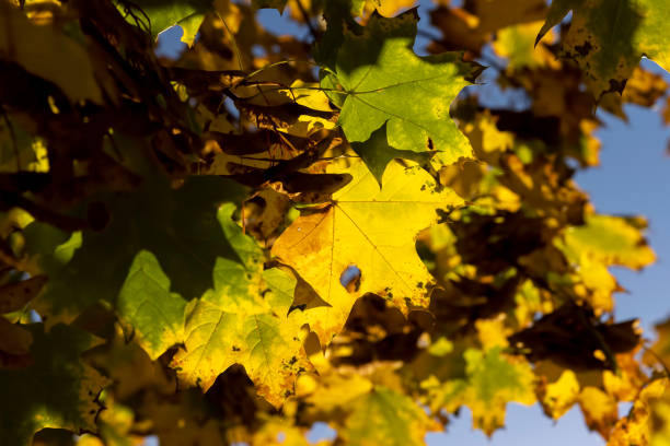 istock Maple foliage that has changed color in autumn 1623808726