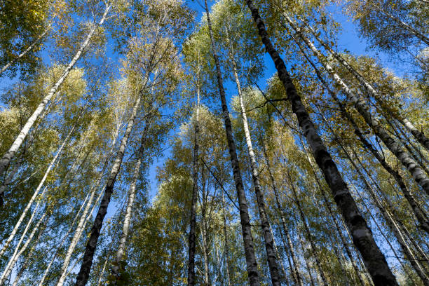 istock Birch forest with trees with yellow and green foliage 1623809841