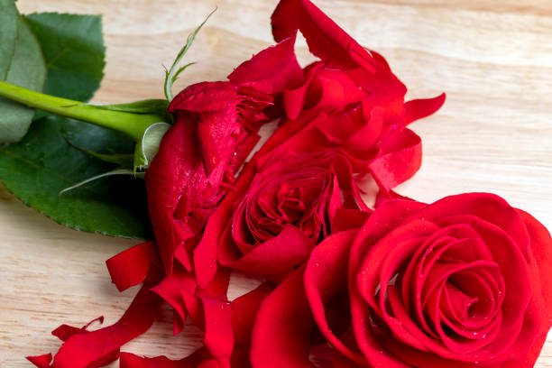 istock A beautiful red rose cut into pieces 1623809856