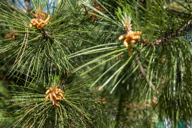 istock green needles on a pine tree in the spring season 1623810201