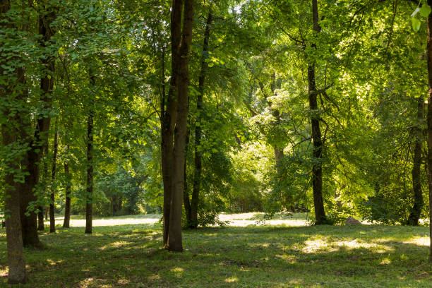 istock deciduous trees with green foliage in windy weather in the park 1623813640