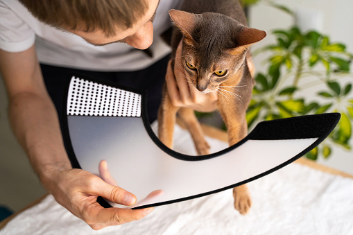 A caring owner puts an e-collar on a blue Abyssinian domestic cat for protection and healing. Vet-recommended care ensures a swift recovery. Pet care concept, veterinary, healthy animals.