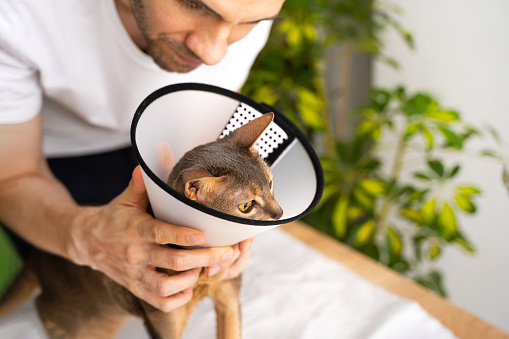 Domestic abyssinian cat in a medical e-collar, receiving attentive care from it owner. The cone ensures a safe and comfortable healing process. Animal healthcare concept.