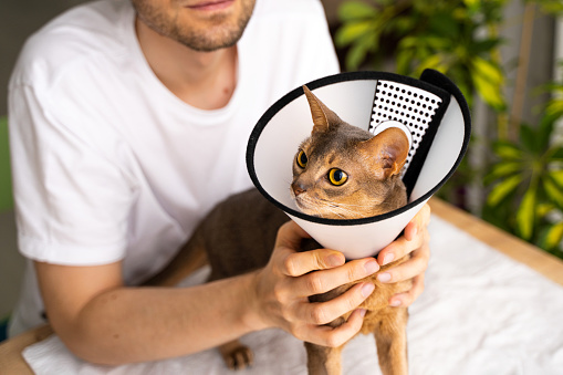 Caring owner lovingly pets his blue Abyssinian domestic cat wearing an e-collar for protection and healing. Concept of pet care and well-being,emphasizing veterinary support and the health of animals