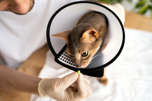 Domestic Abyssinian cat with an e-collar receives tablet from its caring vet, who is wearing white medical gloves. Medical treatment and love ensure a healthy recovery. Pet care concept, veterinary.