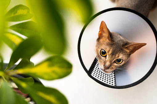 Abyssinian cat wearing an e-collar and cone of shame curiously attempts to eat a leaf from a houseplant. Preventive care indoors ensures its safety and recovery. Pet care concept, protective measures.