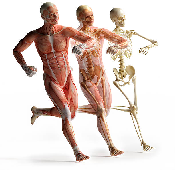 、筋肉部位 - strength skinless muscular build human muscle ストックフォトと画像