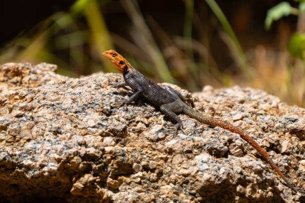 istock Namibian Rock Agama Rests in the Sun 1623834084