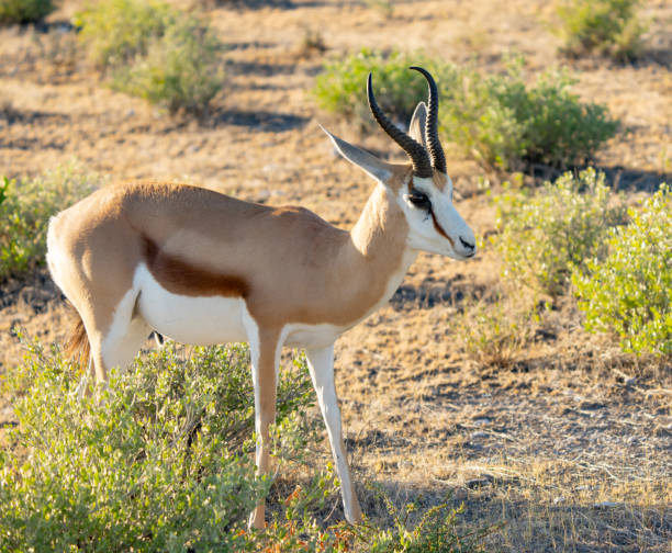 istock Handsome Springbok in Etosha Reserve Namibia Africa 1623834092