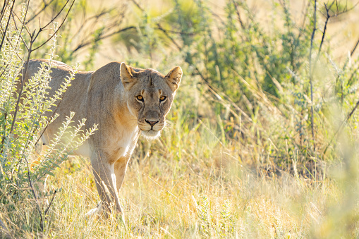 Young Lion on the Serengeti plains at dawn with beautiful light and setting – Tanzania