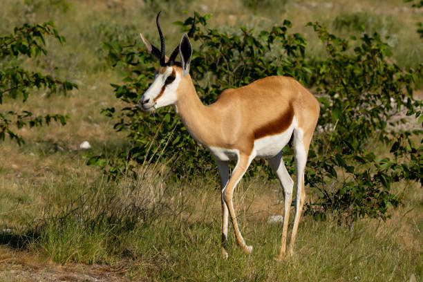 istock Handsome Springbok in Etosha Reserve Namibia Africa 1623834609