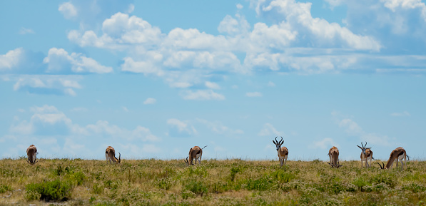 Handsome Springbok in Etosha Reserve Namibia Africa