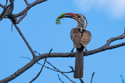 Southern Red-Billed Hornbill Captures a Large Praying Mantis