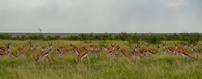 The crossing - Wildebeest and zebras crossing the Masai River during the great migration in Serengeti National Park panoramic view – Tanzania