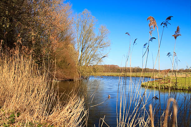 park narodowy biesbosch - dordrecht zdjęcia i obrazy z banku zdjęć